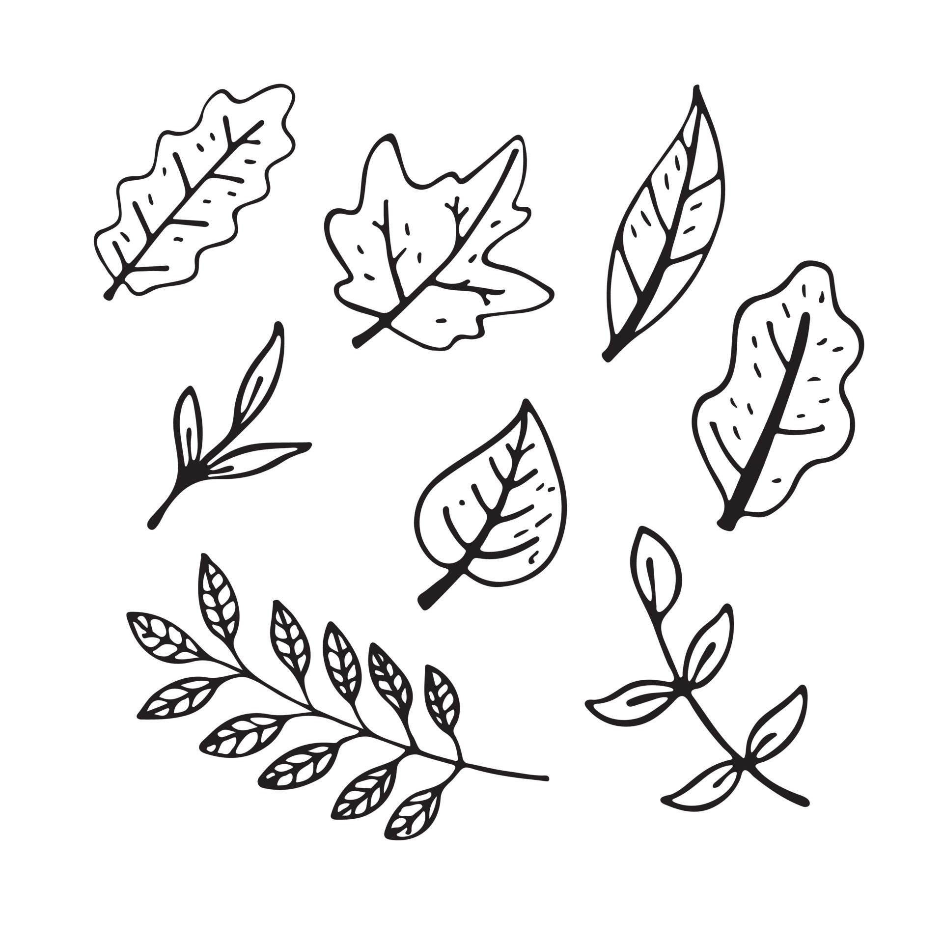 Vector flat illustration autumn leaves outline. Doodle objects are cut