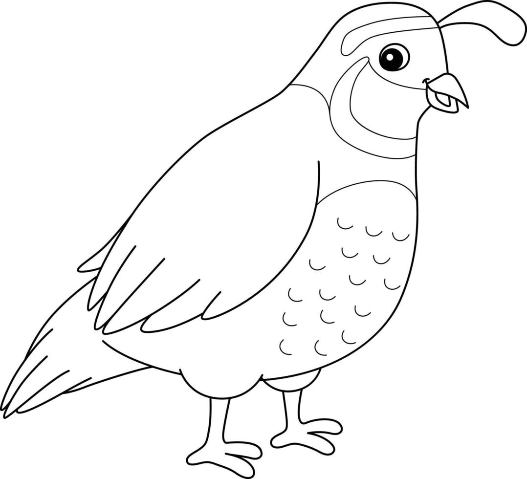 página para colorear de animales de codorniz para niños vector