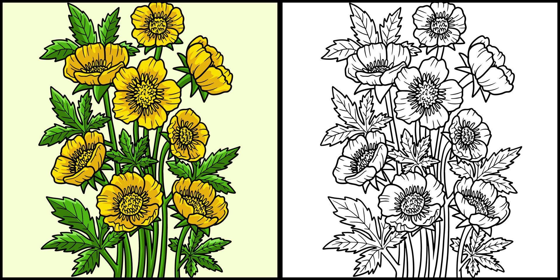 Bulbous Buttercup Flower Colored Illustration vector