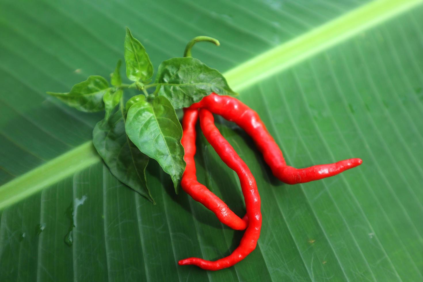 Hot chili peppers isolated on banana leaf. Red and green Chile peppers plant photo