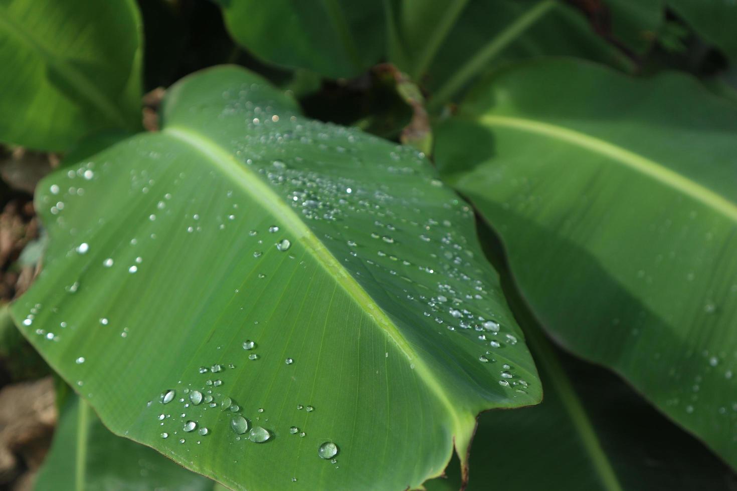 hoja de plátano con gotas de lluvia o rocío. hoja de plátano verde