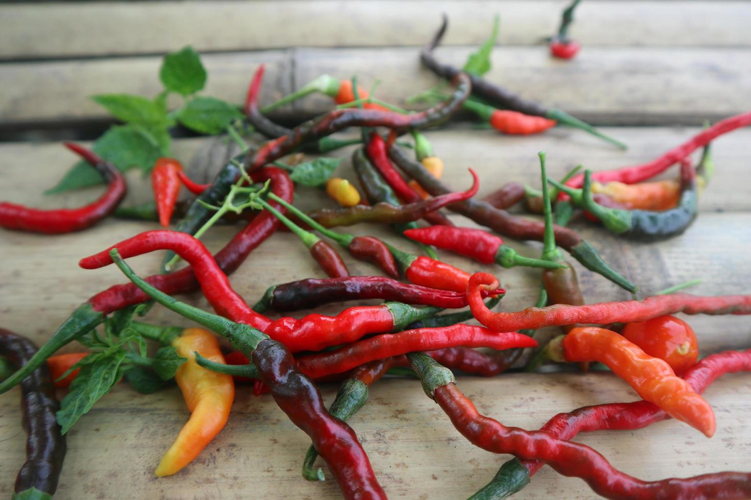 Hot chili peppers isolated on bamboo. Red and green Chile peppers plant photo