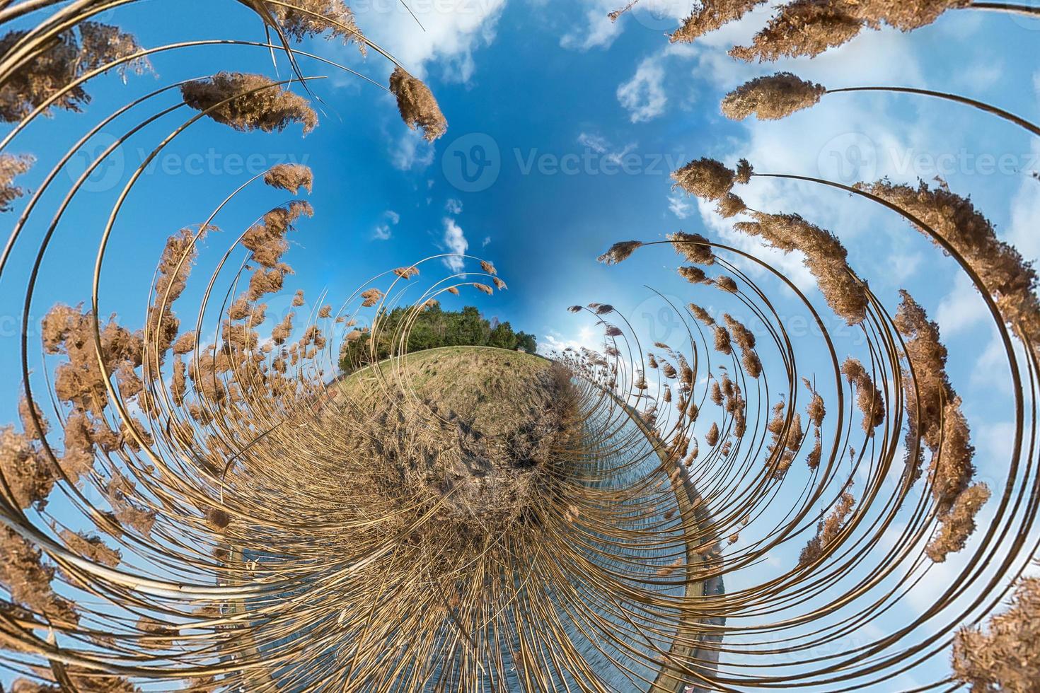 Little planet transformation with curvature of space. Spherical aerial 360 view panorama on the shore of lake with thickets of reeds in sunny summer photo