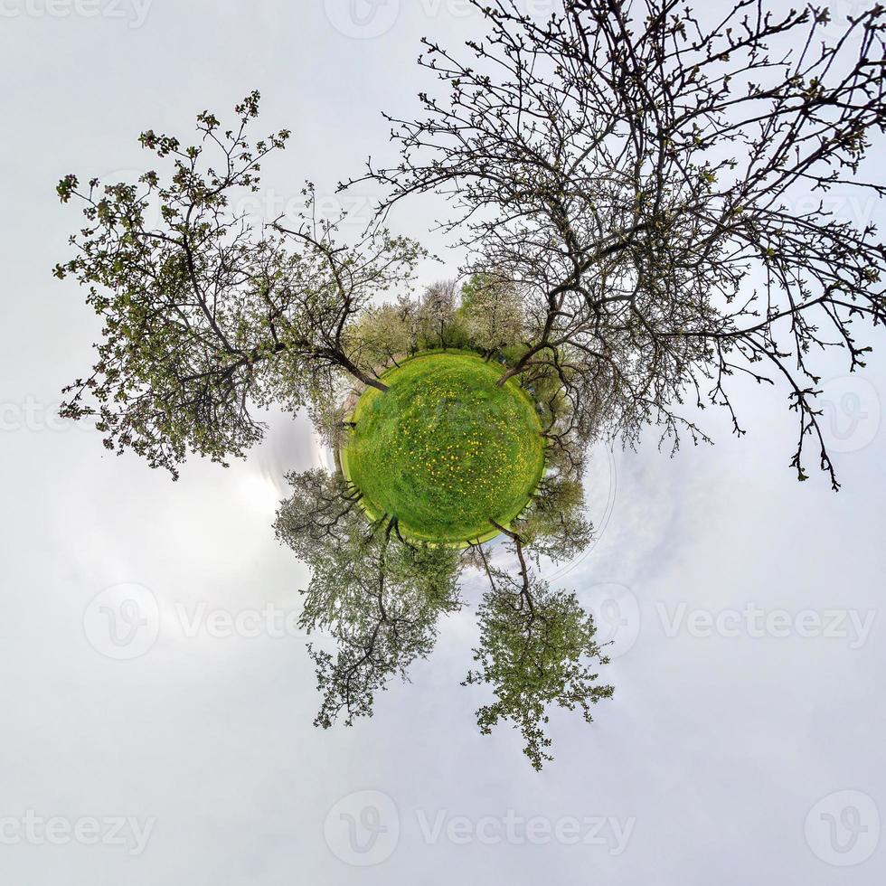 Little planet spherical panorama 360 degrees. Spherical aerial view  in blooming apple garden orchard with dandelions. Curvature of space photo