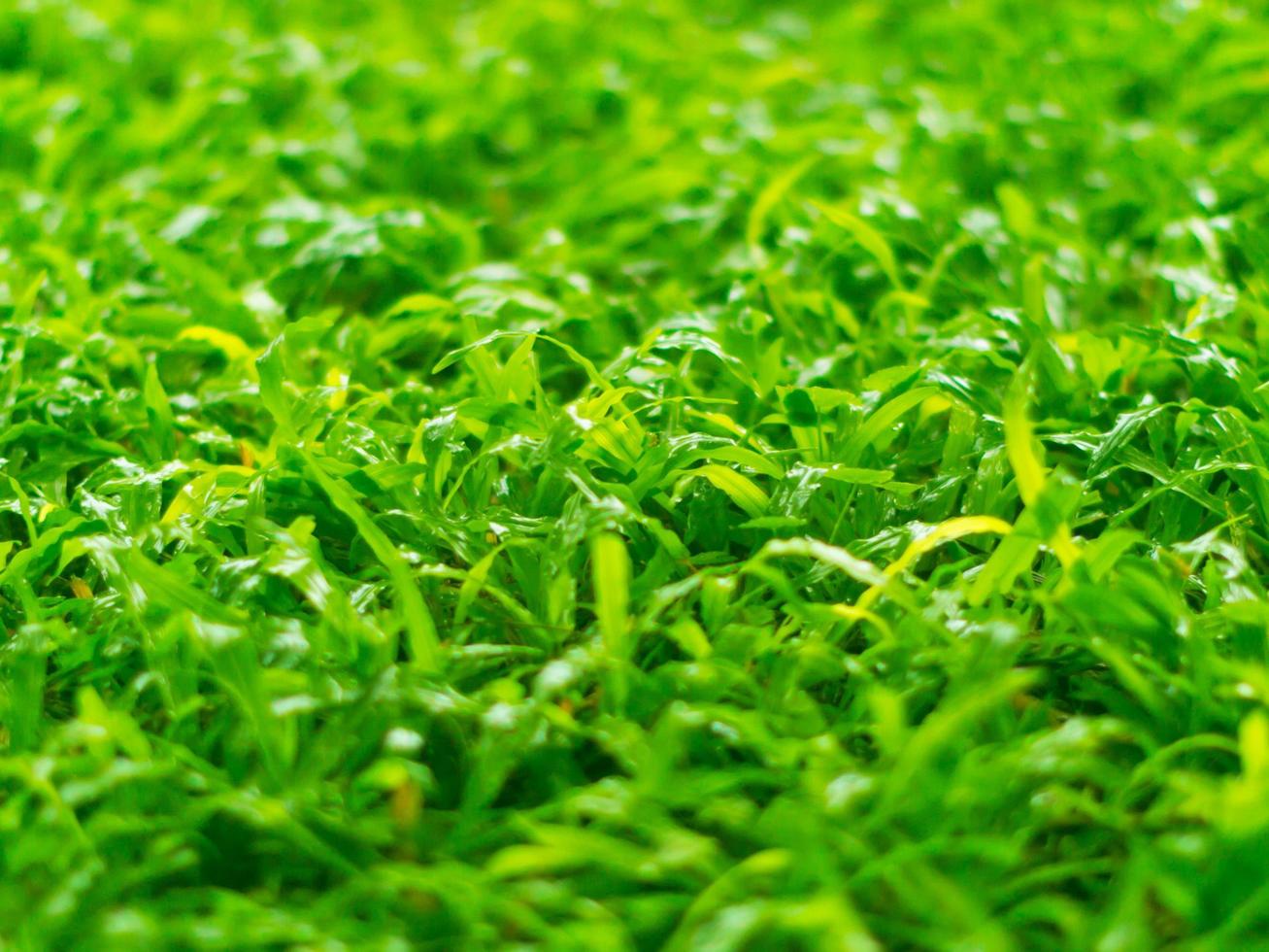 Close up of grass on backyard after raining. photo