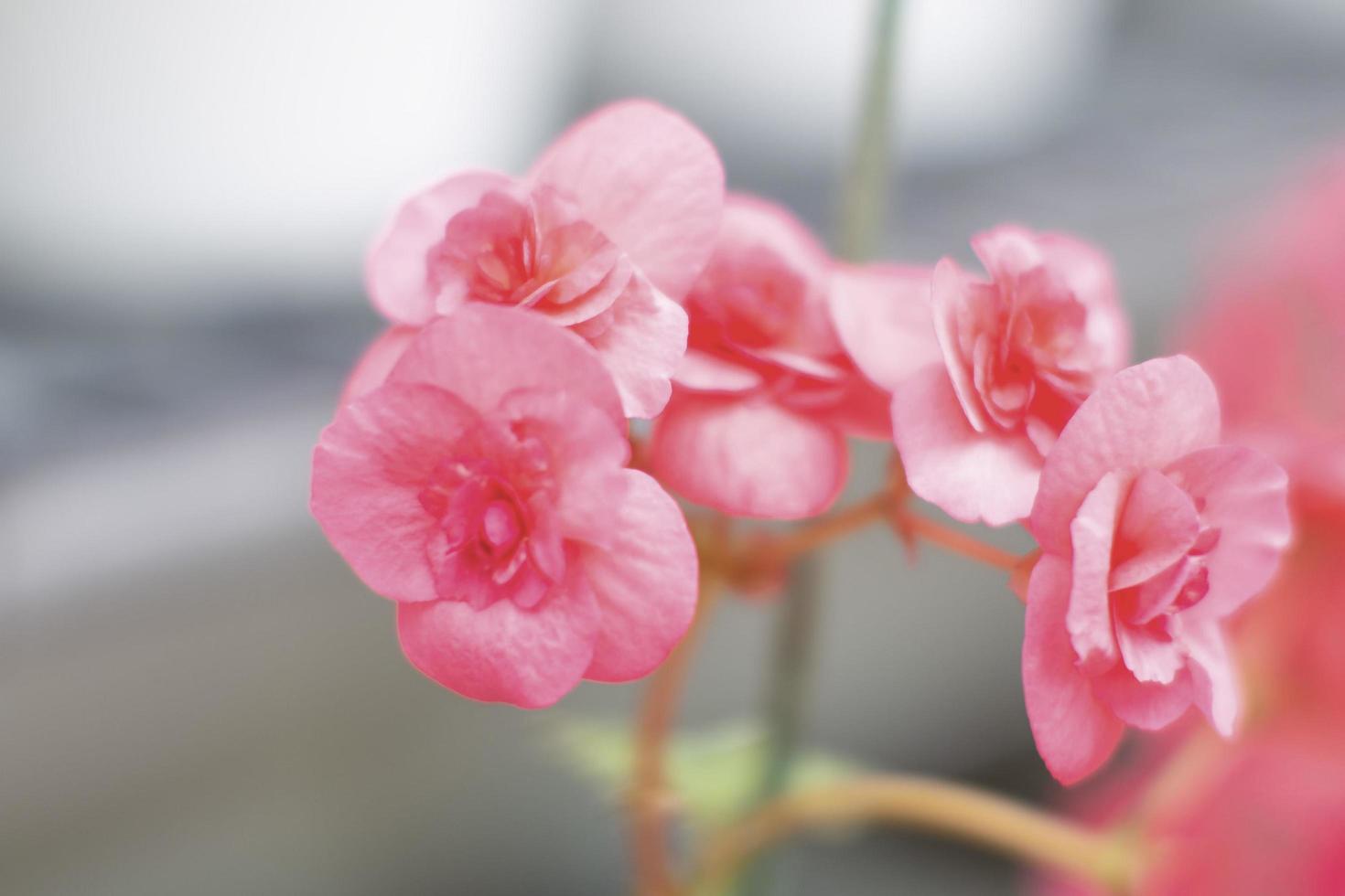 blurry image of pink begonia flower. photo