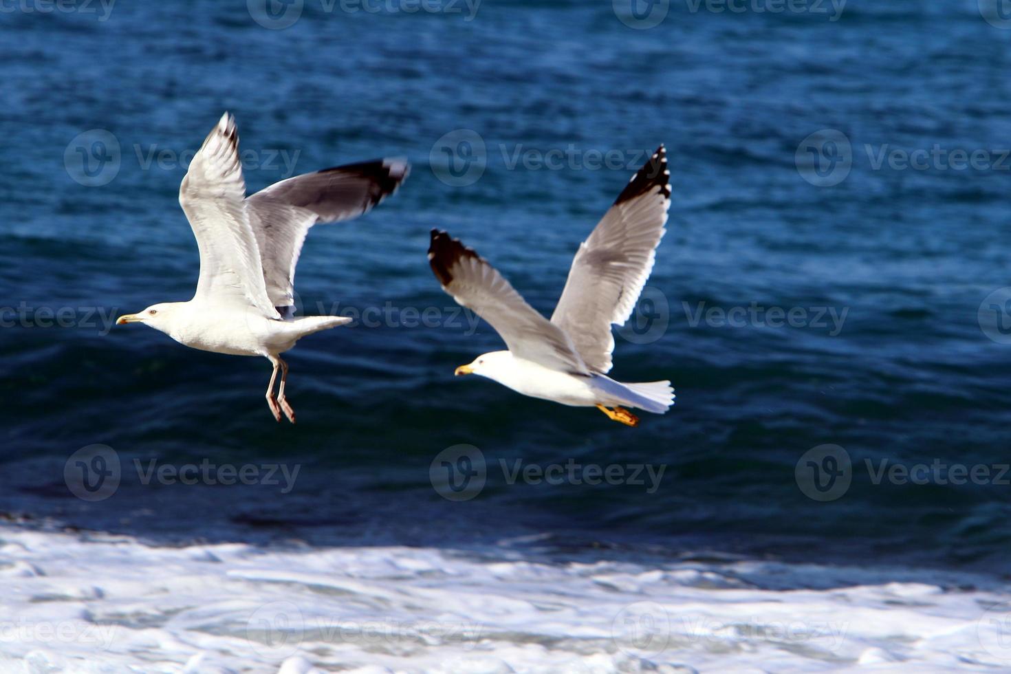 gaviotas en la costa mediterránea en israel foto