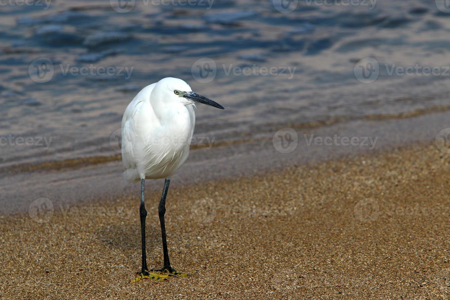 bird sitting on the shores of the mediterranean sea photo