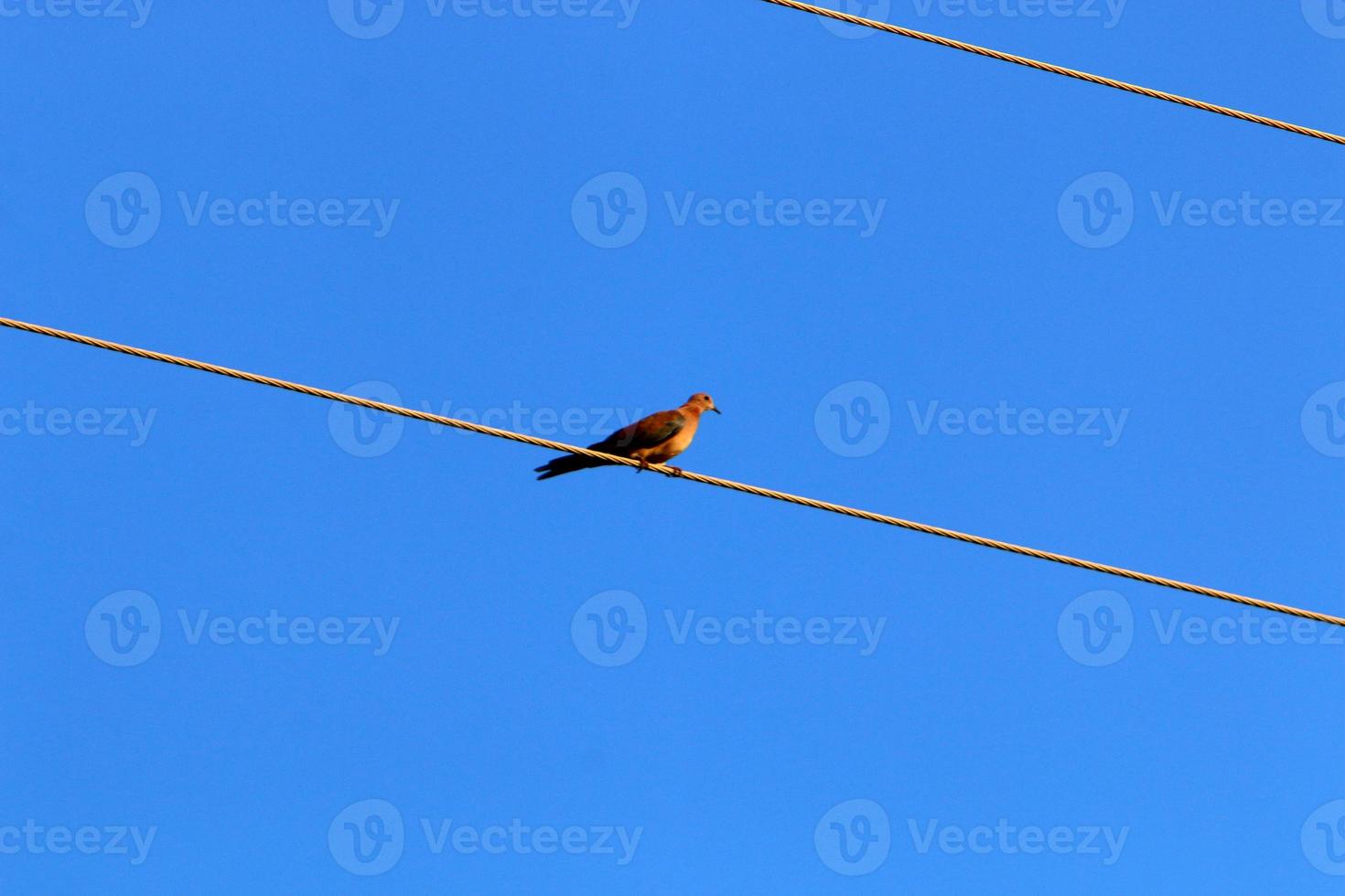 Electrical wires carrying high voltage current. photo
