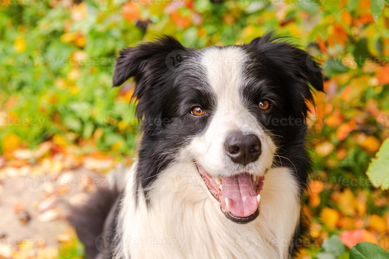 Funny smiling puppy dog border collie sitting on fall colorful foliage background in park outdoor. Dog on walking in autumn day. Hello Autumn cold weather concept. photo