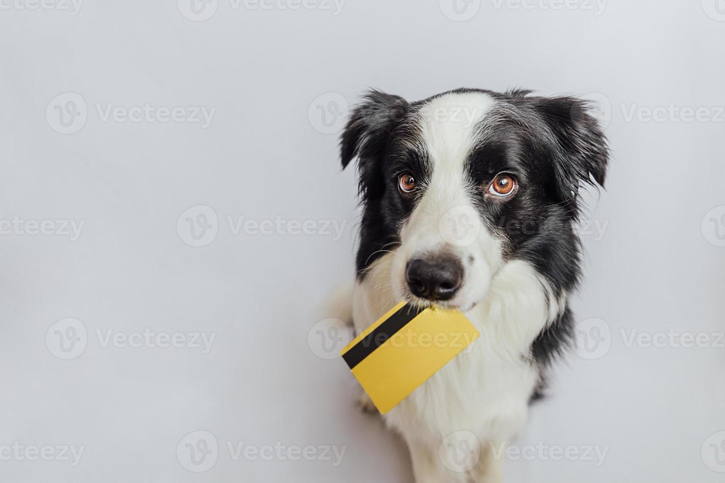 Cute puppy dog border collie holding gold bank credit card in mouth isolated on white background. Little dog with puppy eyes funny face waiting online sale, Shopping investment banking finance concept photo