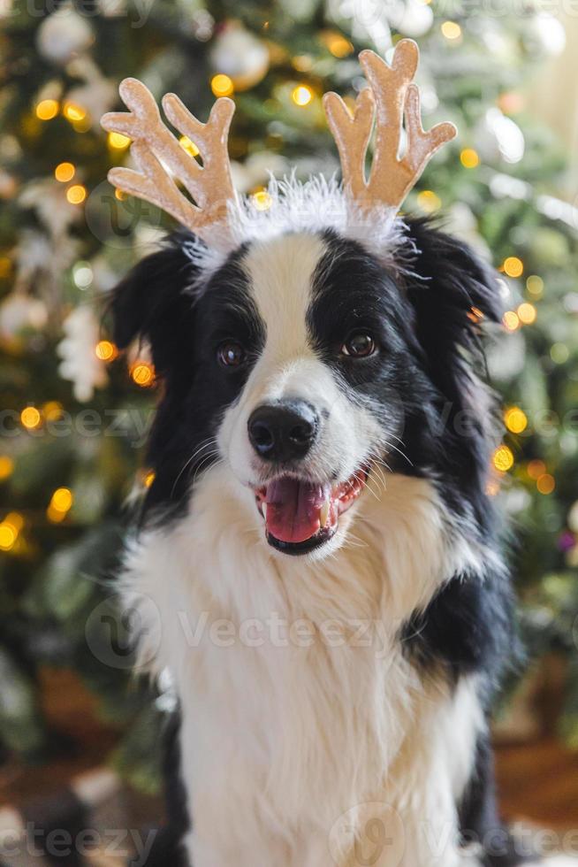 Border Collie Wearing Christmas Clothes Sitting Next To Presents