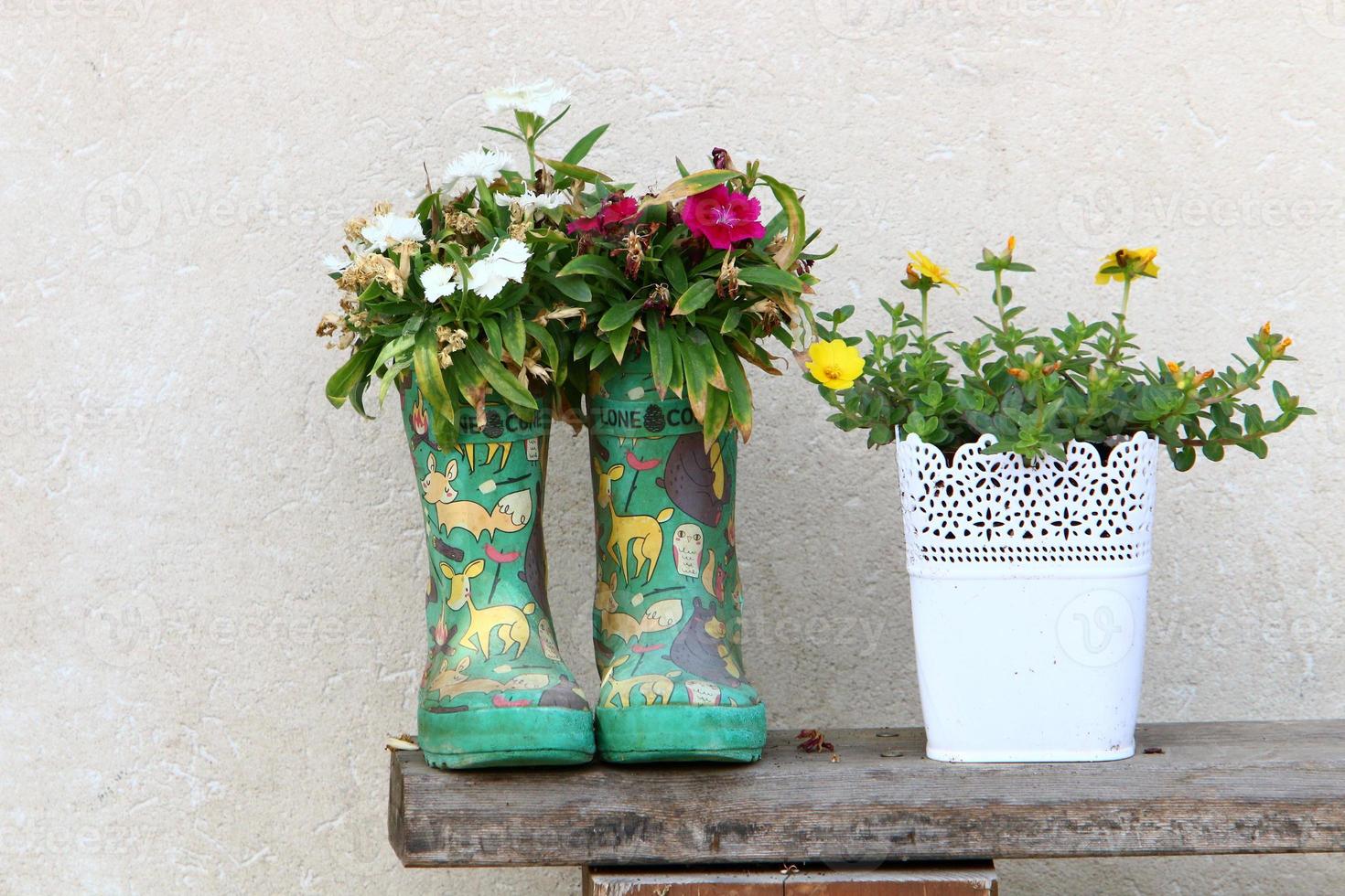 Green plants and flowers grow in a flower pot 10011401 Stock Photo at ...