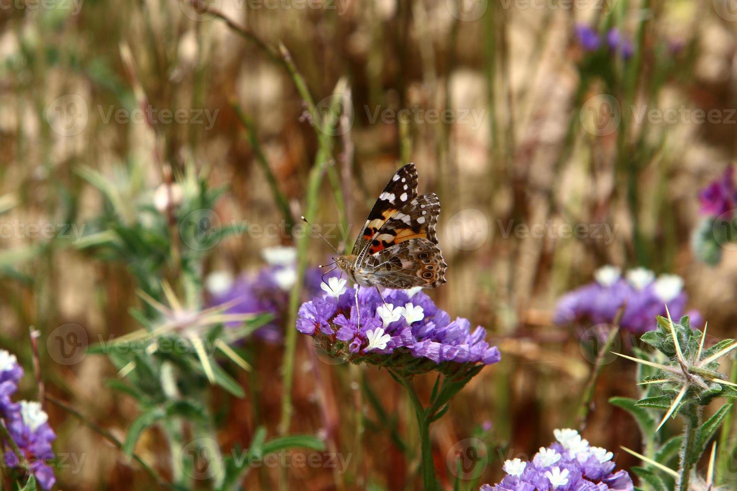 Summer flowers in a city park in northern Israel. photo