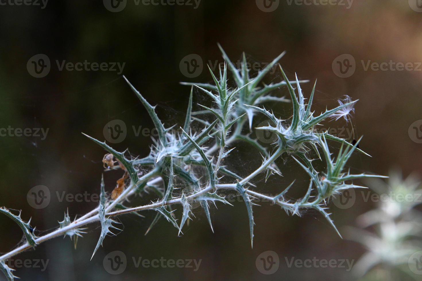 A thorny thistle plant in a forest clearing in northern Israel. photo