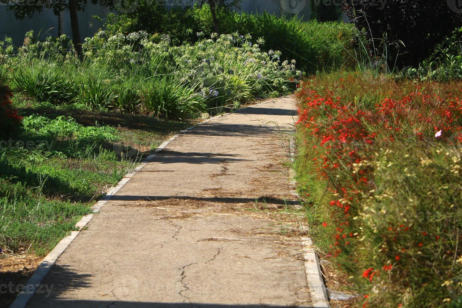 Road for walking in the city park. photo