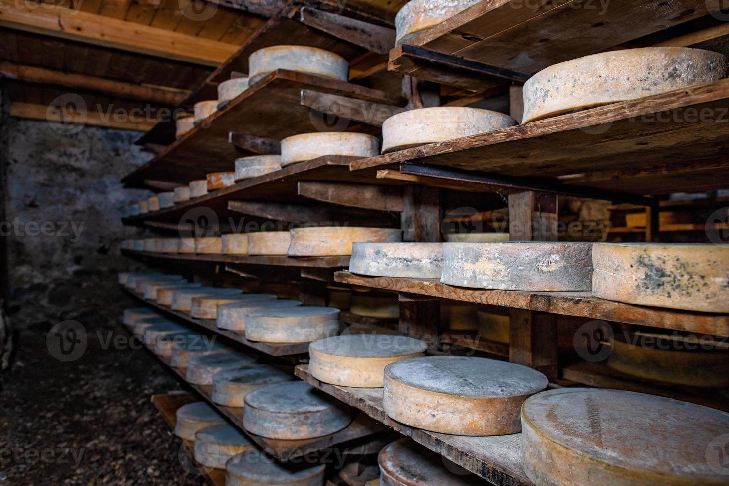 Native mountain cheese shelf in the cellar photo