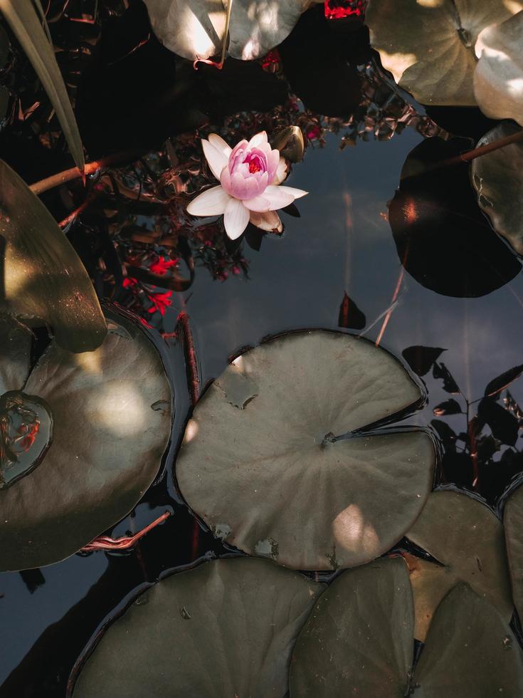 Water lilly blooming in the pond, pink flower floating with leaves. Green nature Tropic autumn background photo