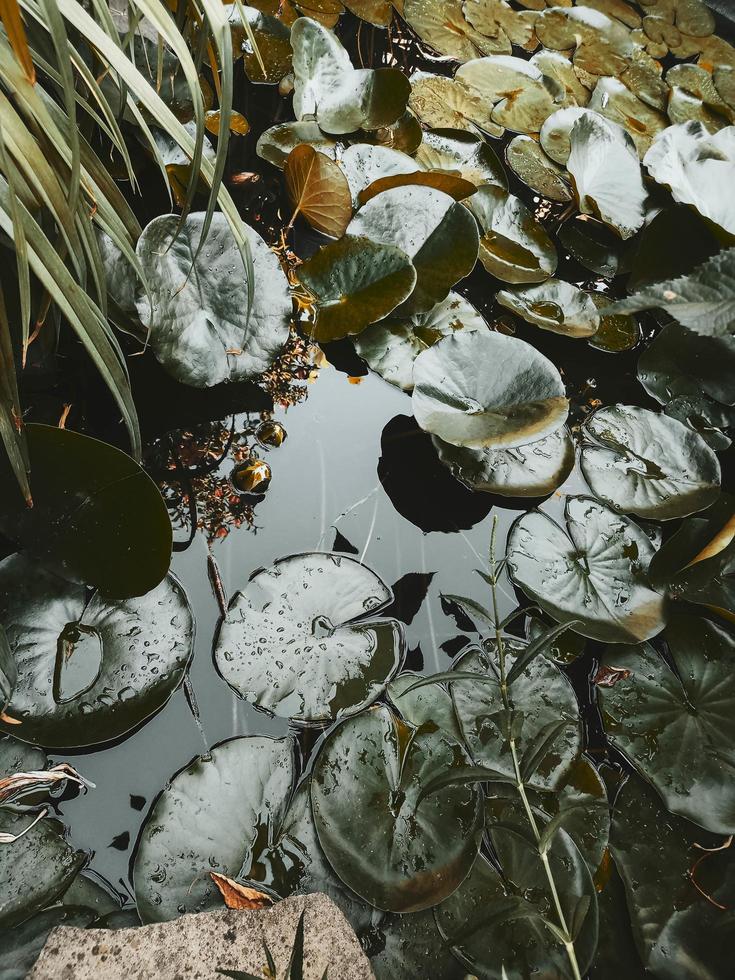 Cute lilly pods. Little wild pond with green leaves, floating on the water. Drops of the rain. Nature background. photo