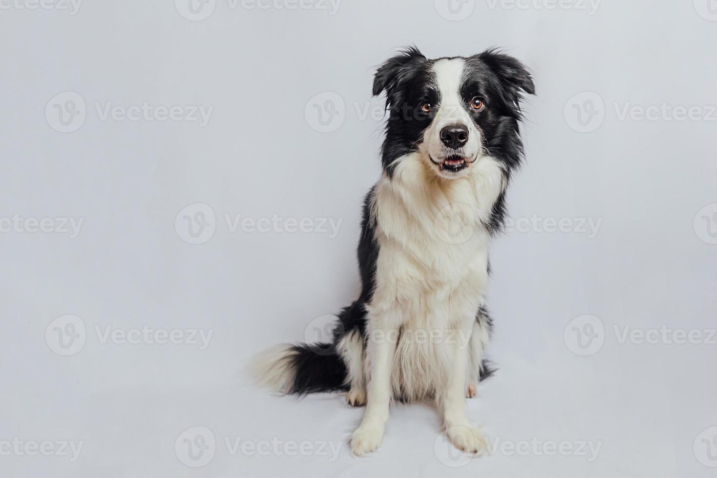 Cute puppy dog border collie with funny face sitting isolated on white background. Cute pet dog. Pet animal life concept. photo