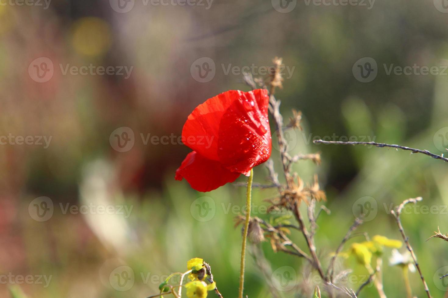 Summer flowers in a city park in Israel. photo