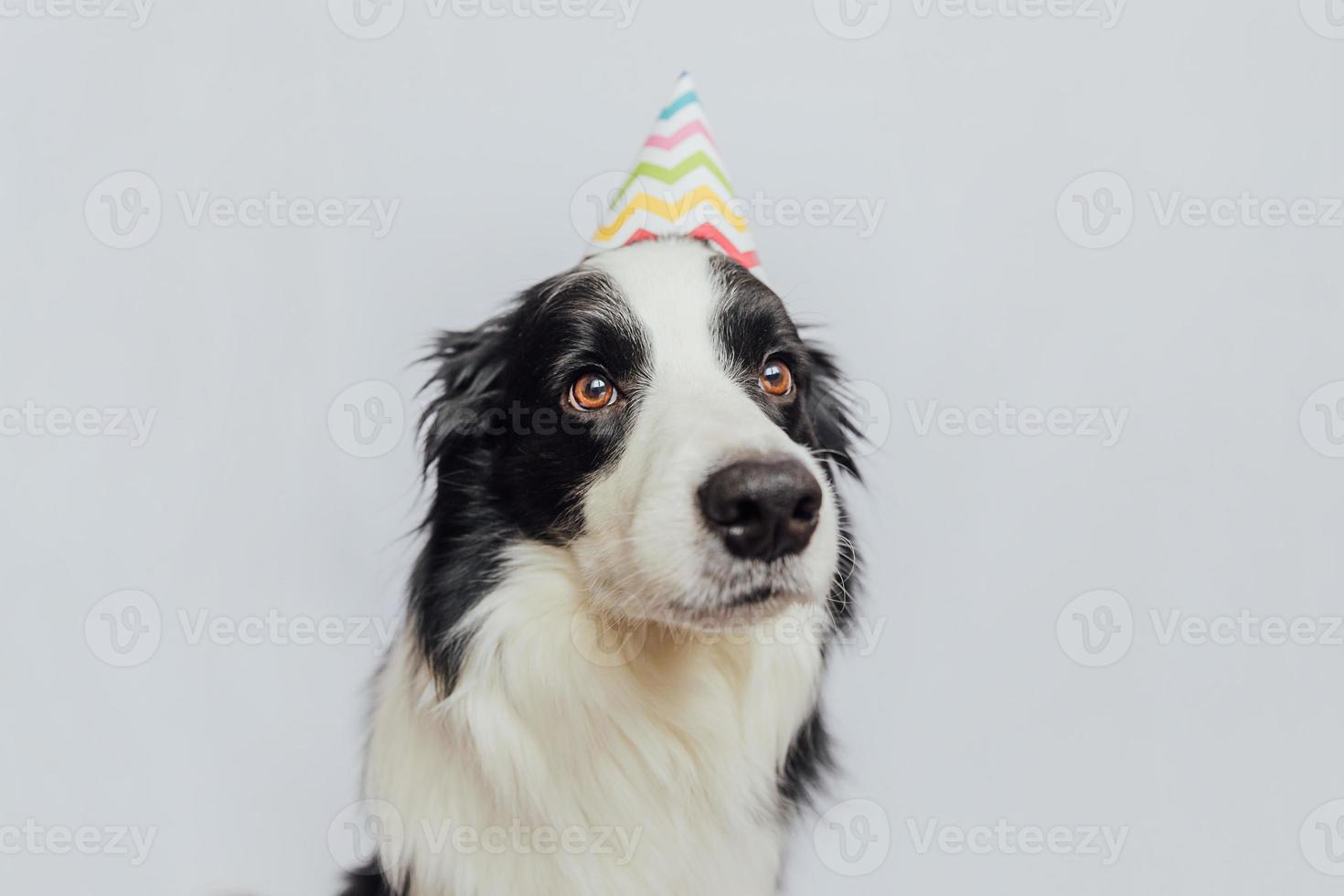 Happy Birthday party concept. Funny cute puppy dog border collie wearing birthday silly hat isolated on white background. Pet dog on Birthday day. photo