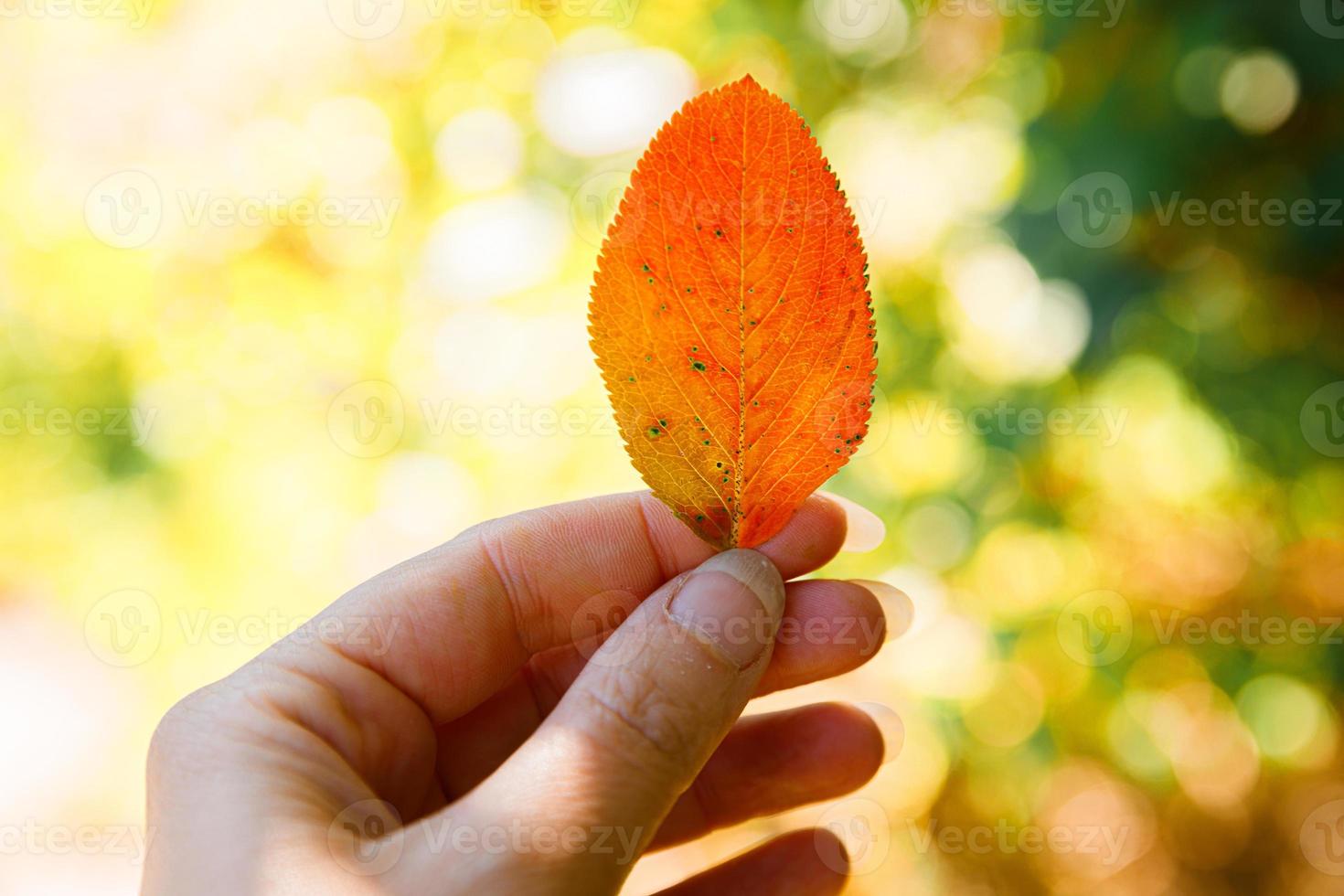 Closeup natural autumn fall view woman hands holding red orange leaf on dark park background. Inspirational nature october or september wallpaper. Change of seasons concept. photo
