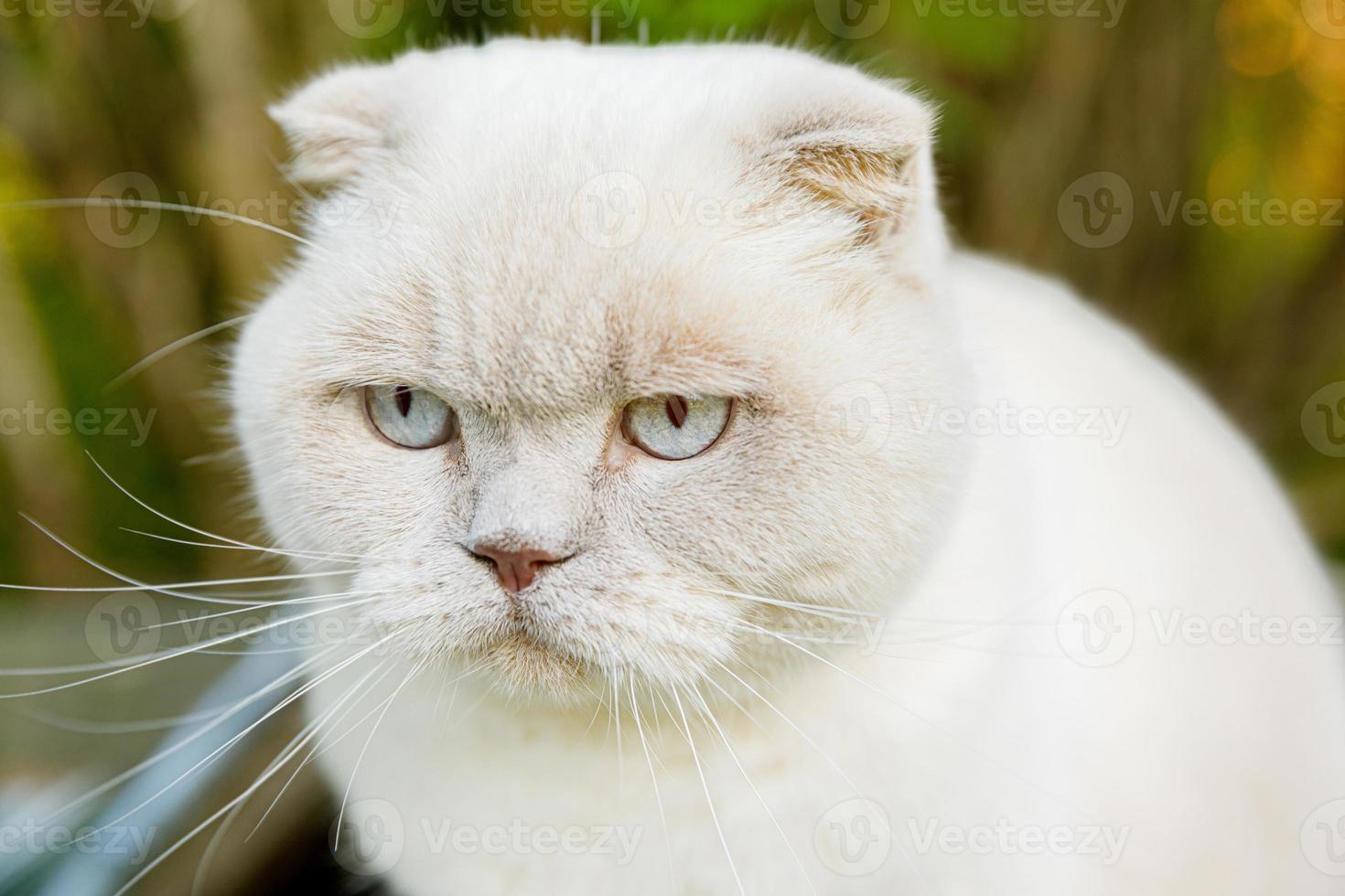 Funny portrait of short-haired domestic white kitten on green backyard background. British cat walking outdoors in garden on summer day. Pet care health and animals concept. photo