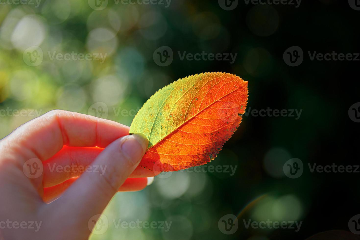 Closeup natural autumn fall view woman hands holding red orange leaf on dark park background. Inspirational nature october or september wallpaper. Change of seasons concept. photo