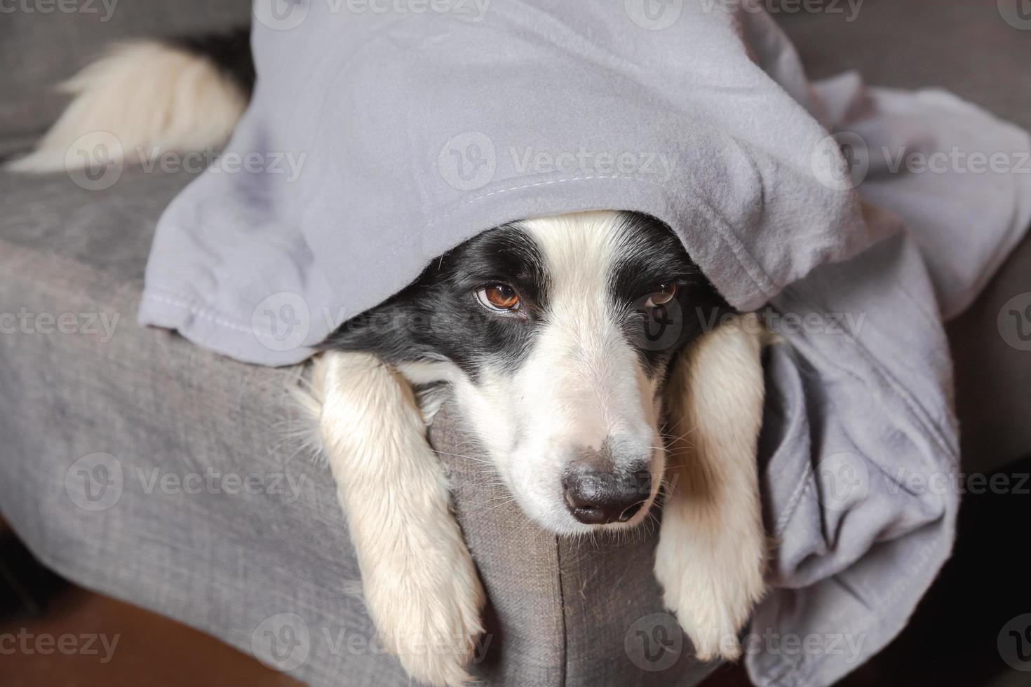 Funny puppy dog border collie lying on couch under plaid indoors. Little pet dog at home keeping warm hiding under blanket in cold fall autumn winter weather. Pet animal life Hygge mood concept. photo