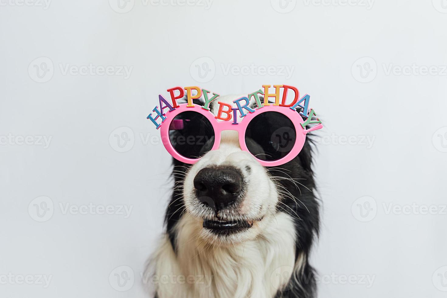 Happy Birthday party concept. Funny cute puppy dog border collie wearing birthday silly eyeglasses isolated on white background. Pet dog on Birthday day. photo