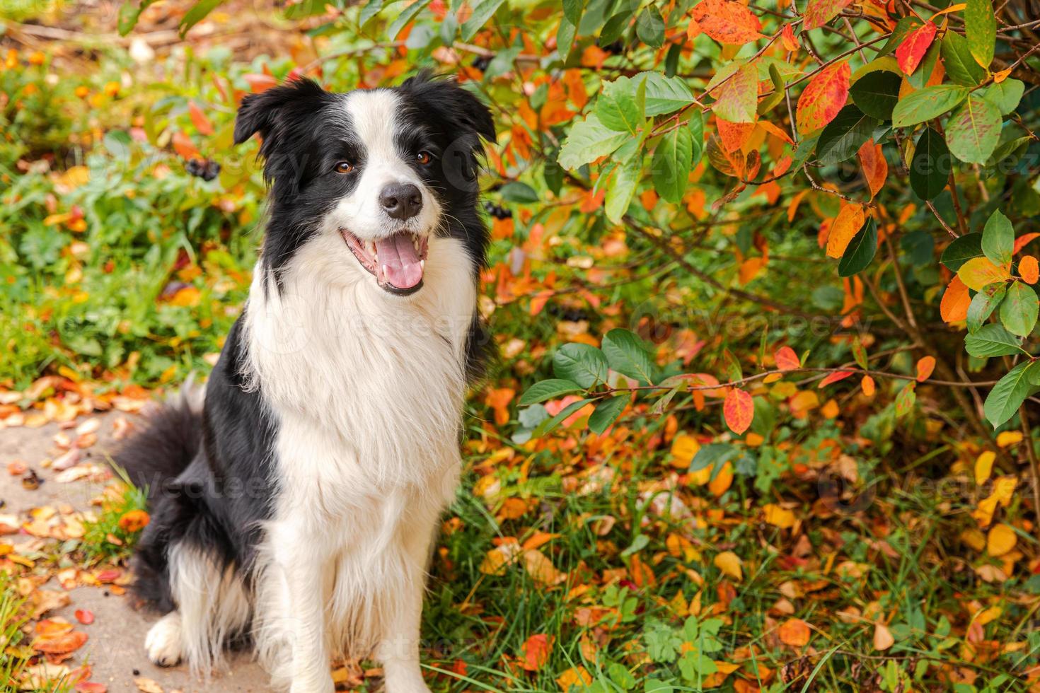 Funny smiling puppy dog border collie sitting on fall colorful foliage background in park outdoor. Dog on walking in autumn day. Hello Autumn cold weather concept. photo