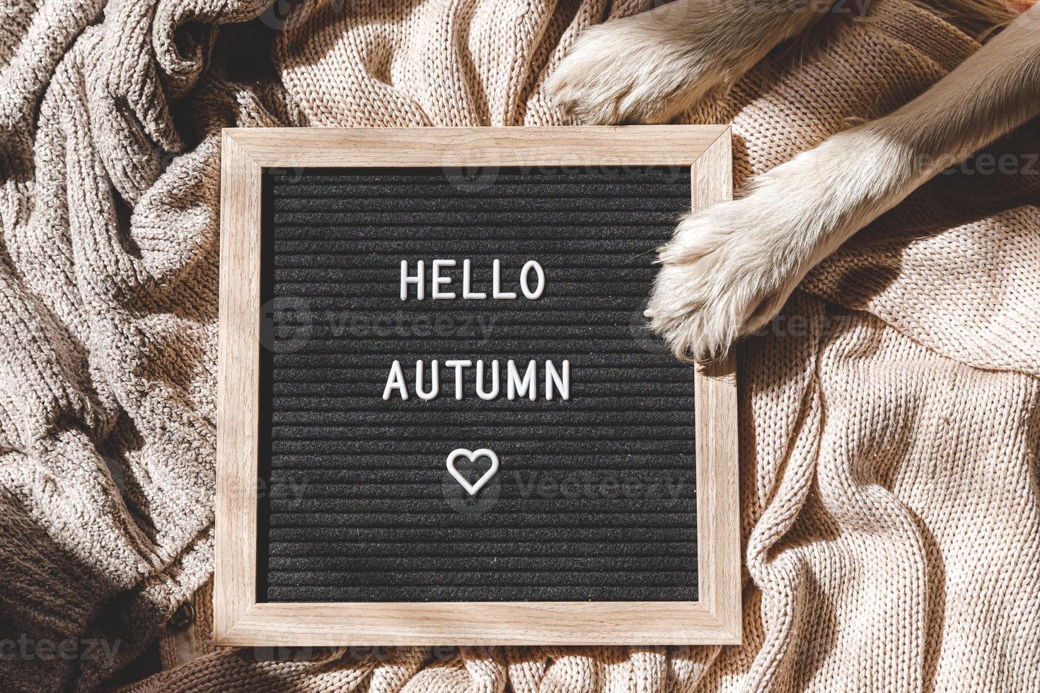 Autumnal Background. Black letter board with text phrase Hello Autumn lying on white knitted sweater. Top view, flat lay. Thanksgiving banner. Hygge mood cold weather concept photo