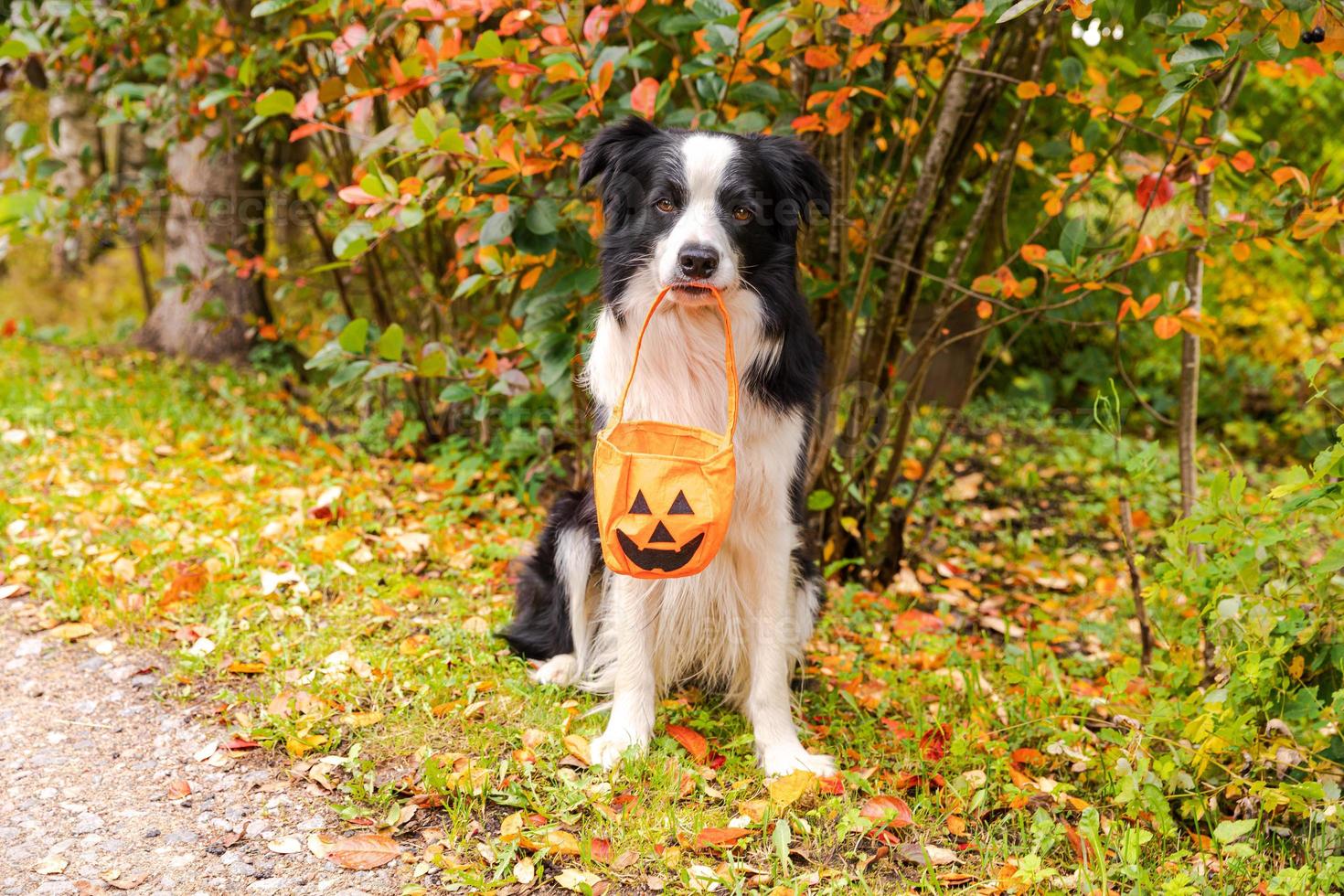 Trick or Treat concept. Funny puppy dog border collie holding pumpkin basket in mouth sitting on fall colorful foliage background in park outdoor. Preparation for Halloween party. photo