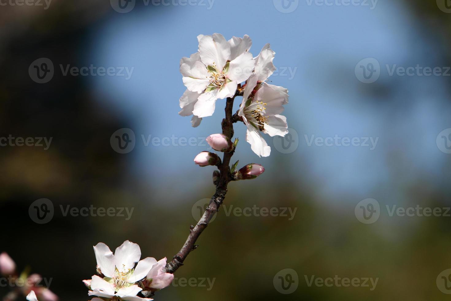 flores de almendro en un parque de la ciudad de israel. foto