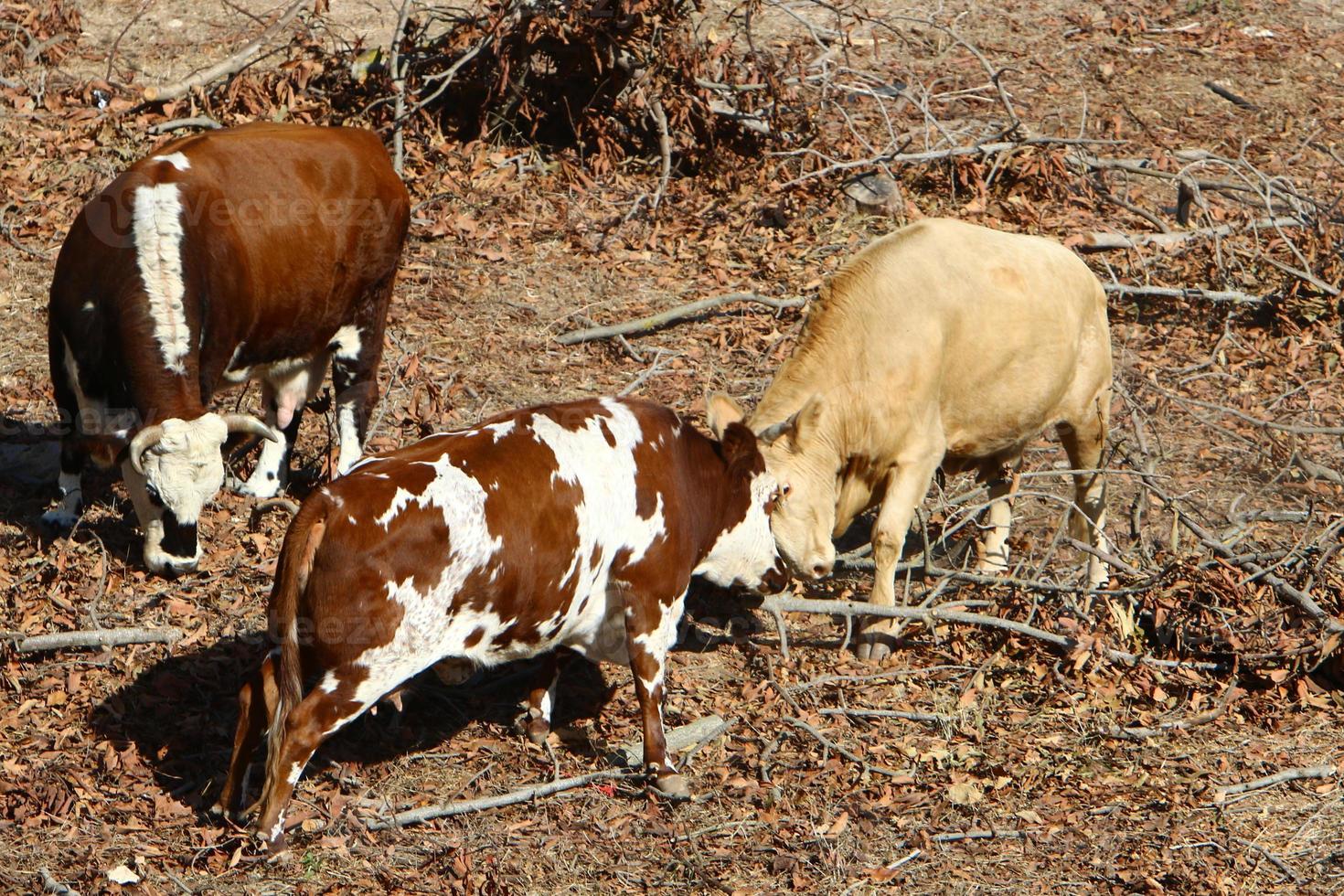 Cows graze in a forest clearing in northern Israel photo