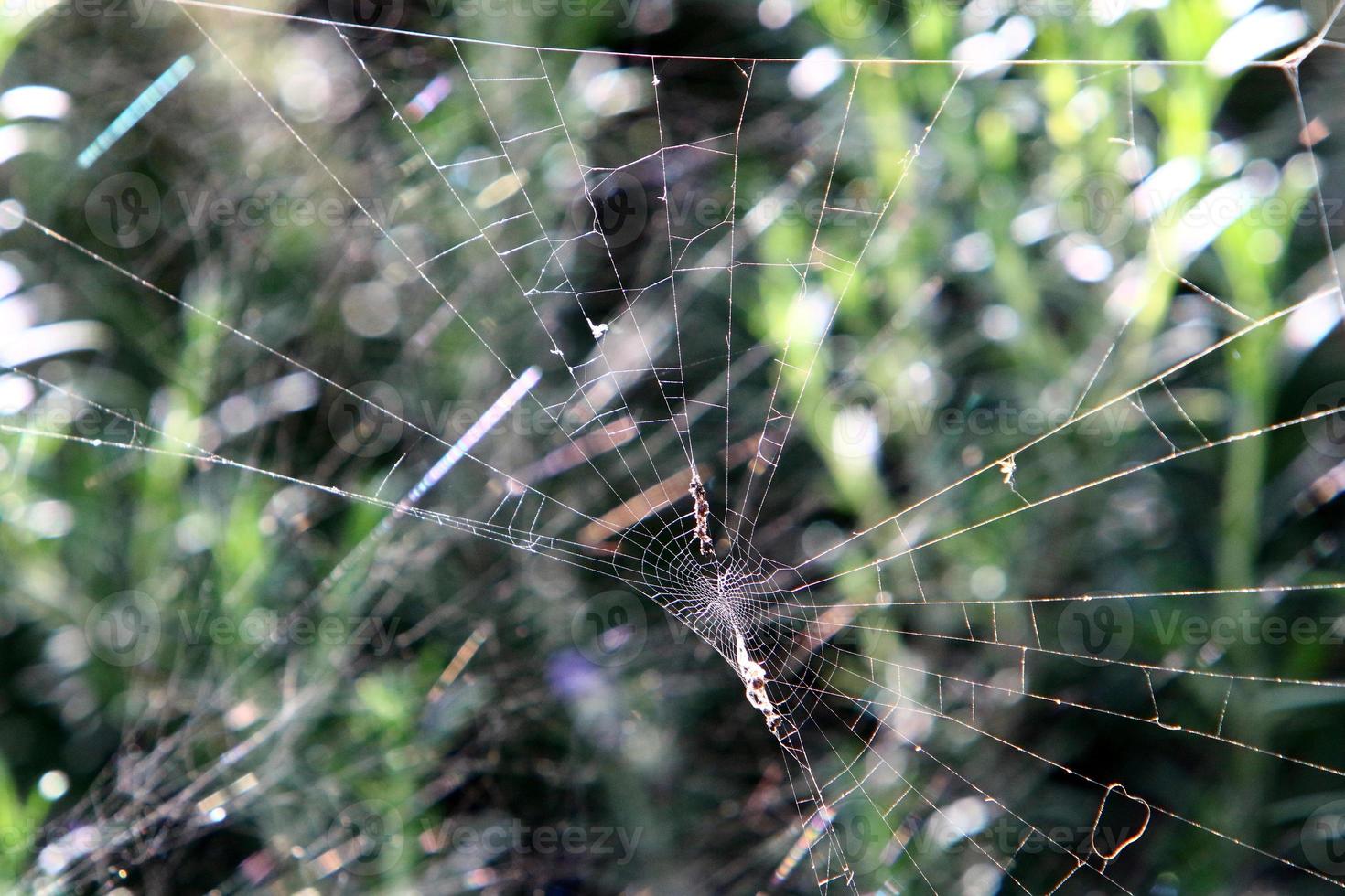 Spider webs - cobwebs on branches and leaves of trees in a city park. photo