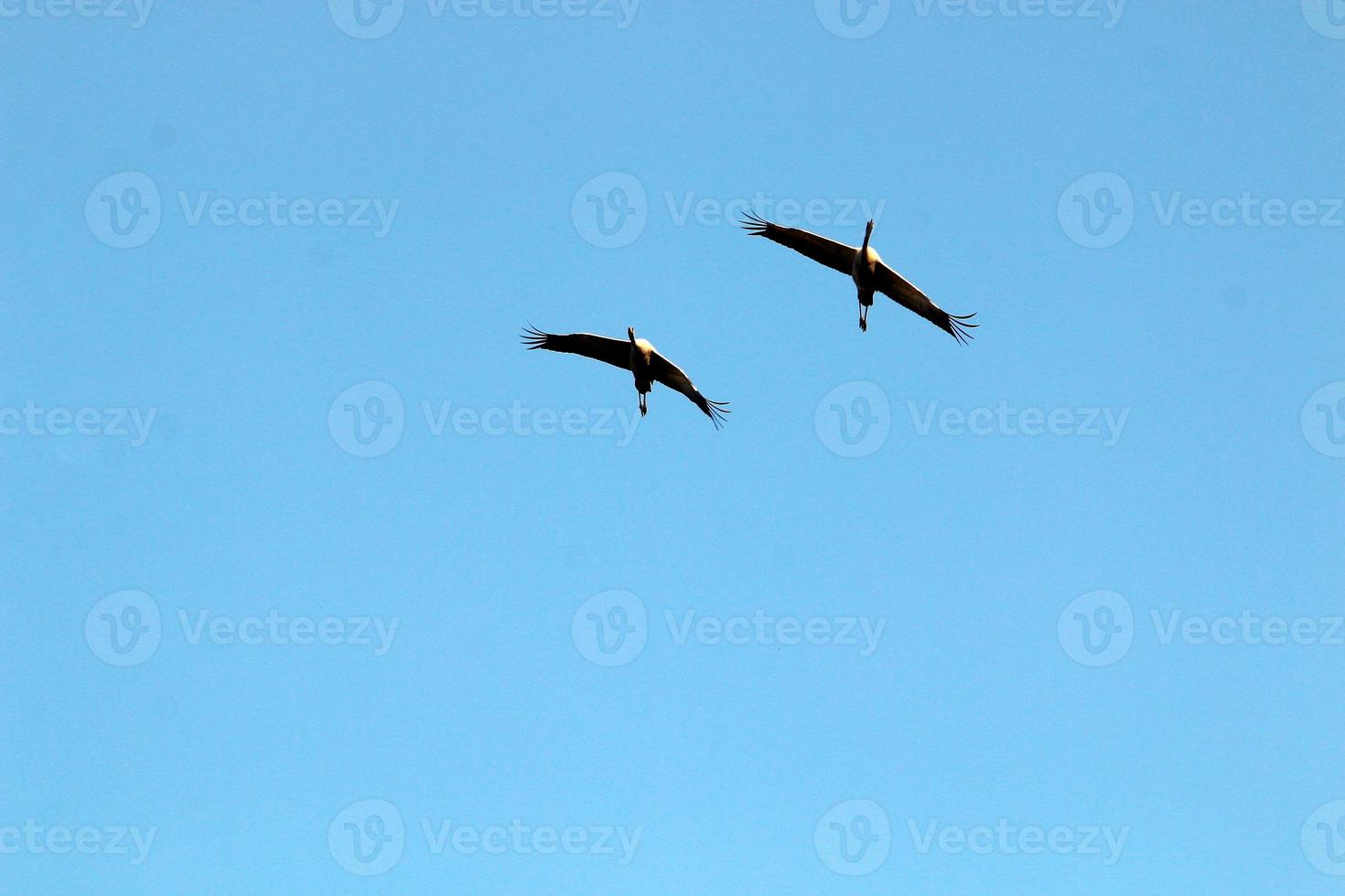 las grullas vuelan alto en el cielo. foto