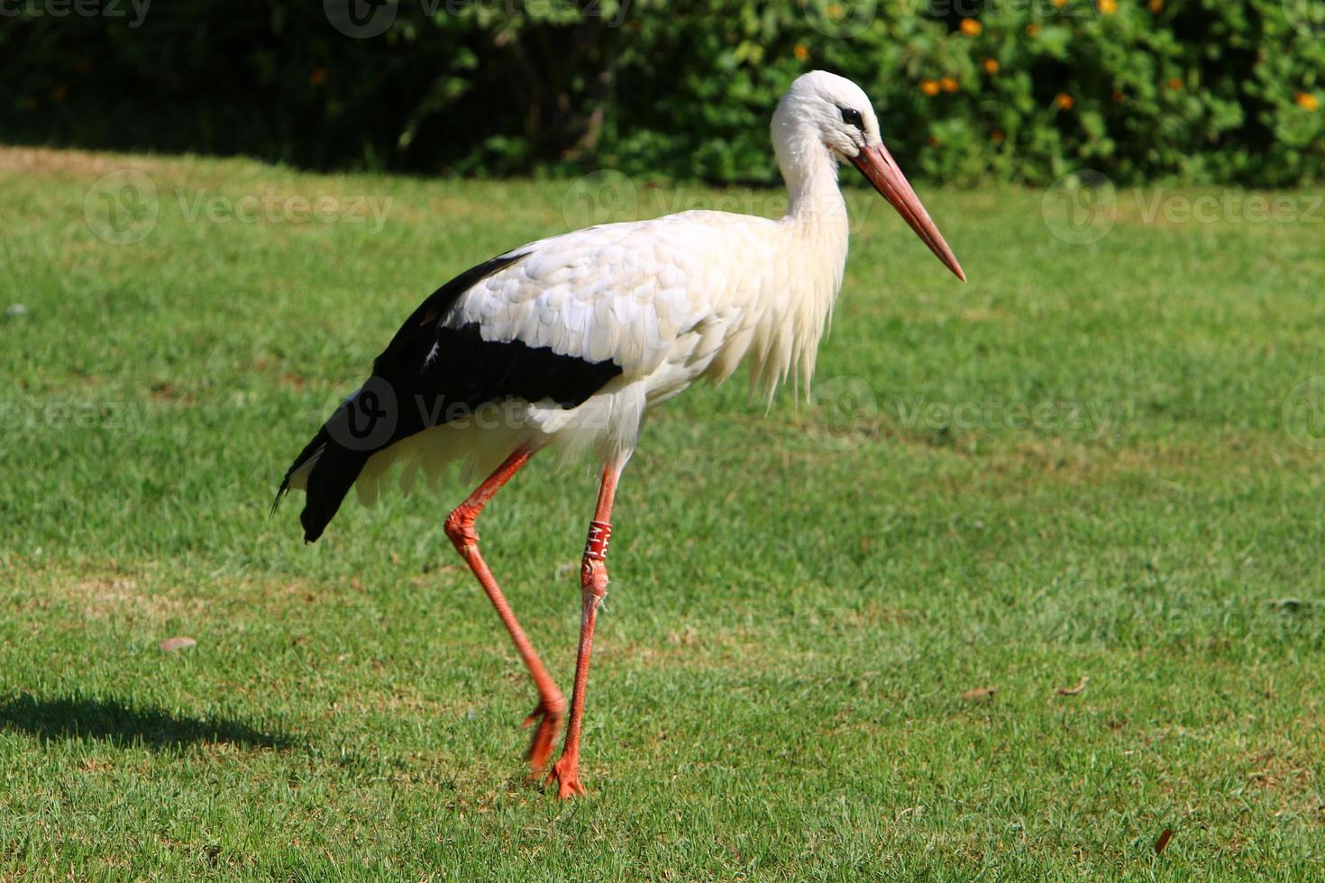 The stork walks on a green glade. photo