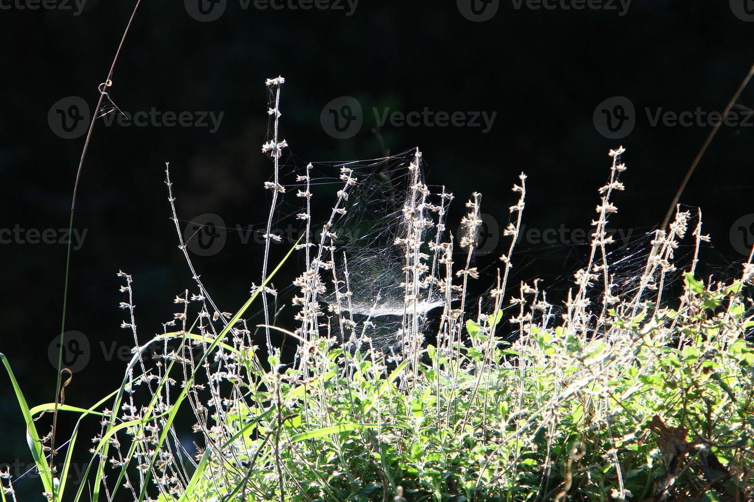 Spider webs - cobwebs on branches and leaves of trees in a city park. photo