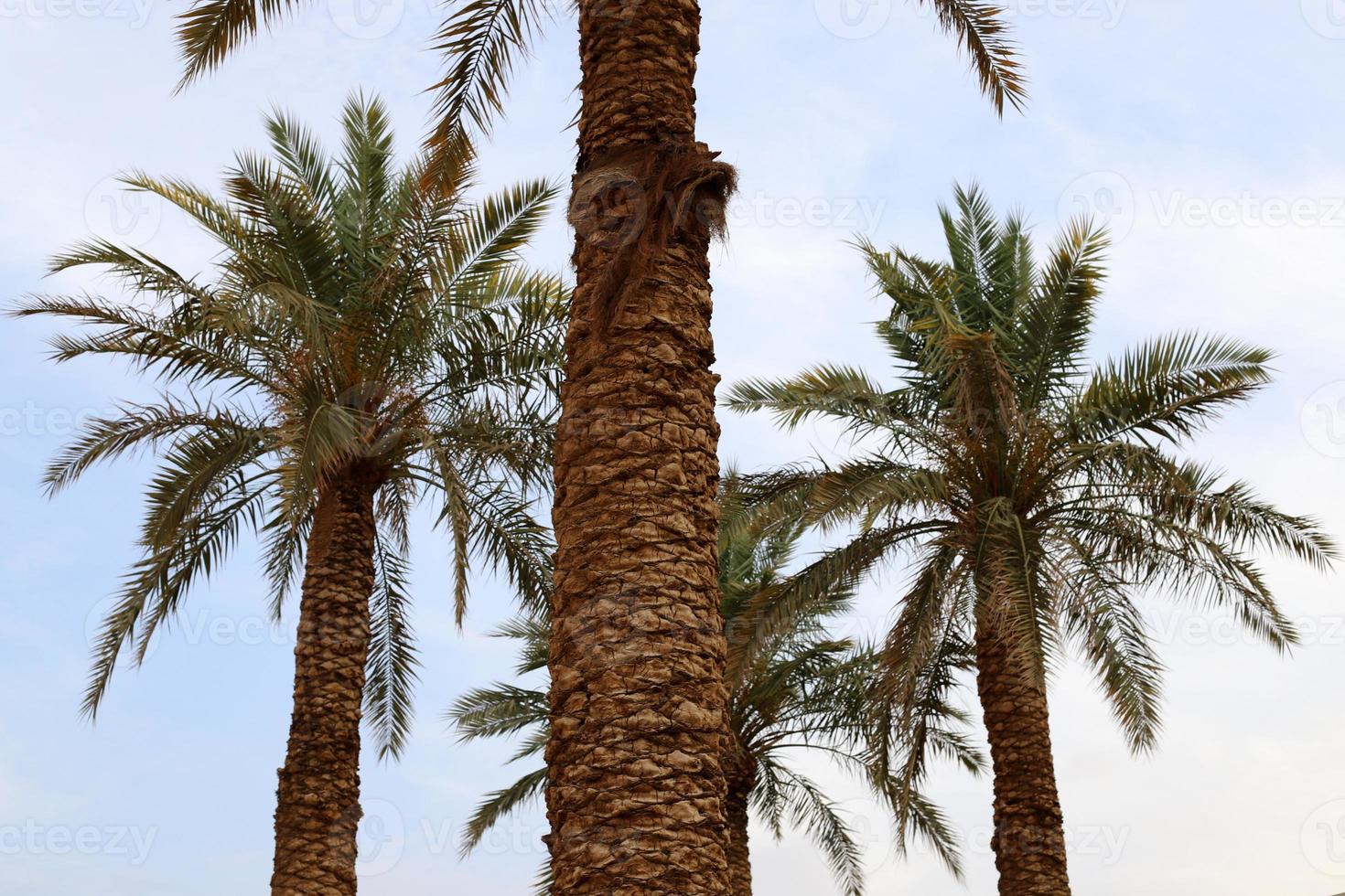 A tall palm tree in a city park in northern Israel. photo