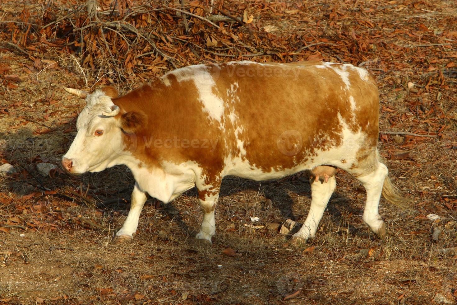 Cows graze in a forest clearing in northern Israel photo