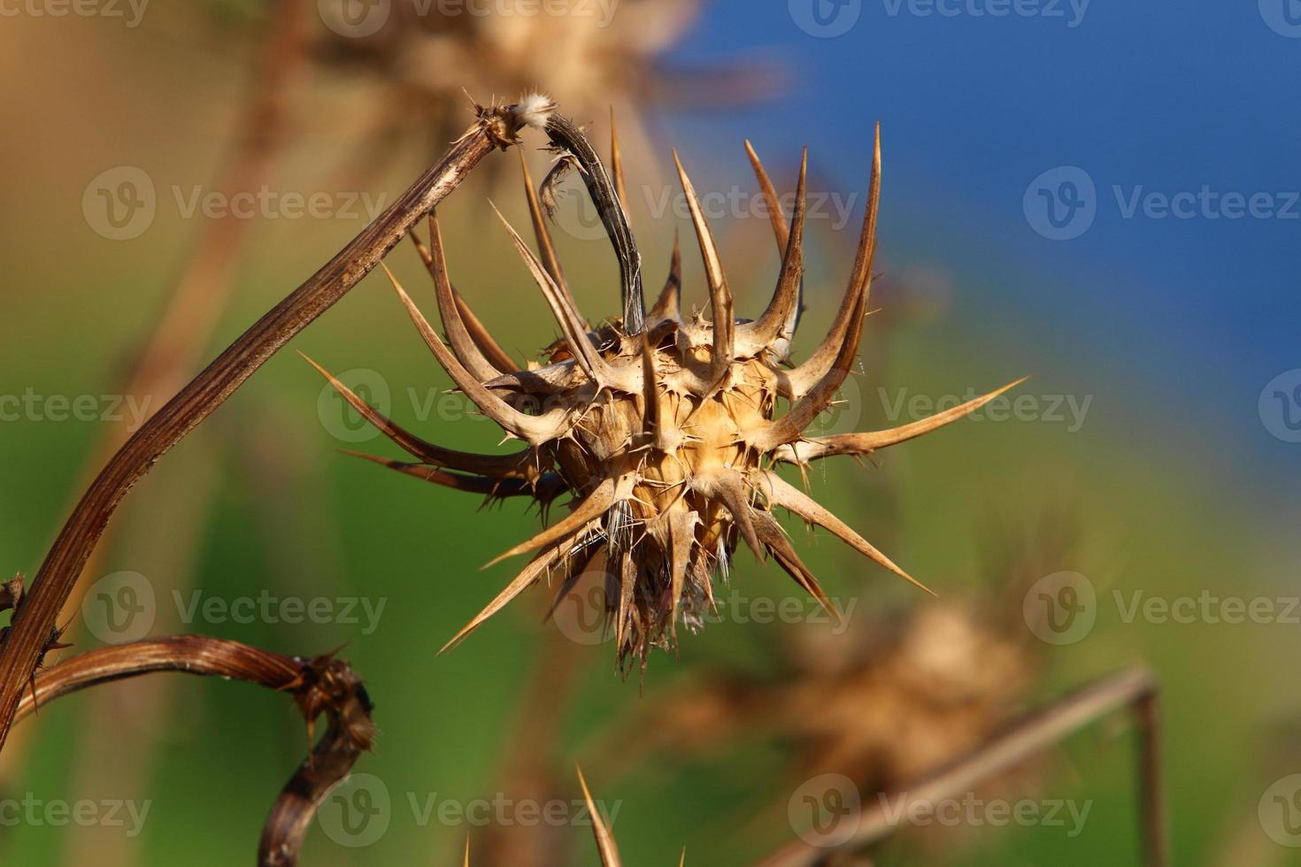 A thorny thistle plant in a forest clearing in northern Israel. photo