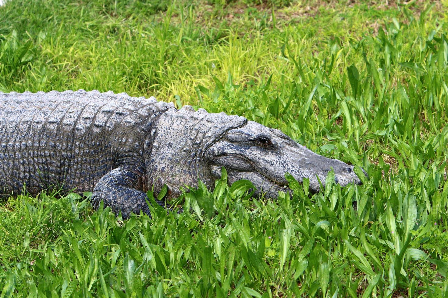 A huge crocodile lies on the grass on the banks of the river. photo