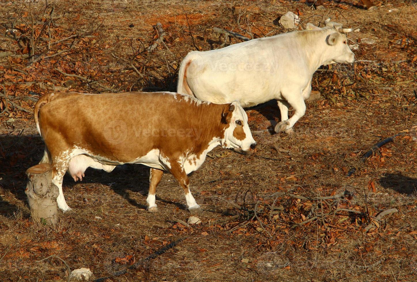 Cows graze in a forest clearing in northern Israel photo