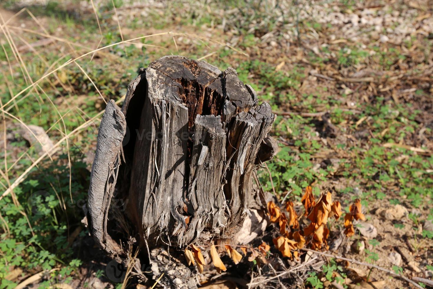Texture of wood and tree bark. photo