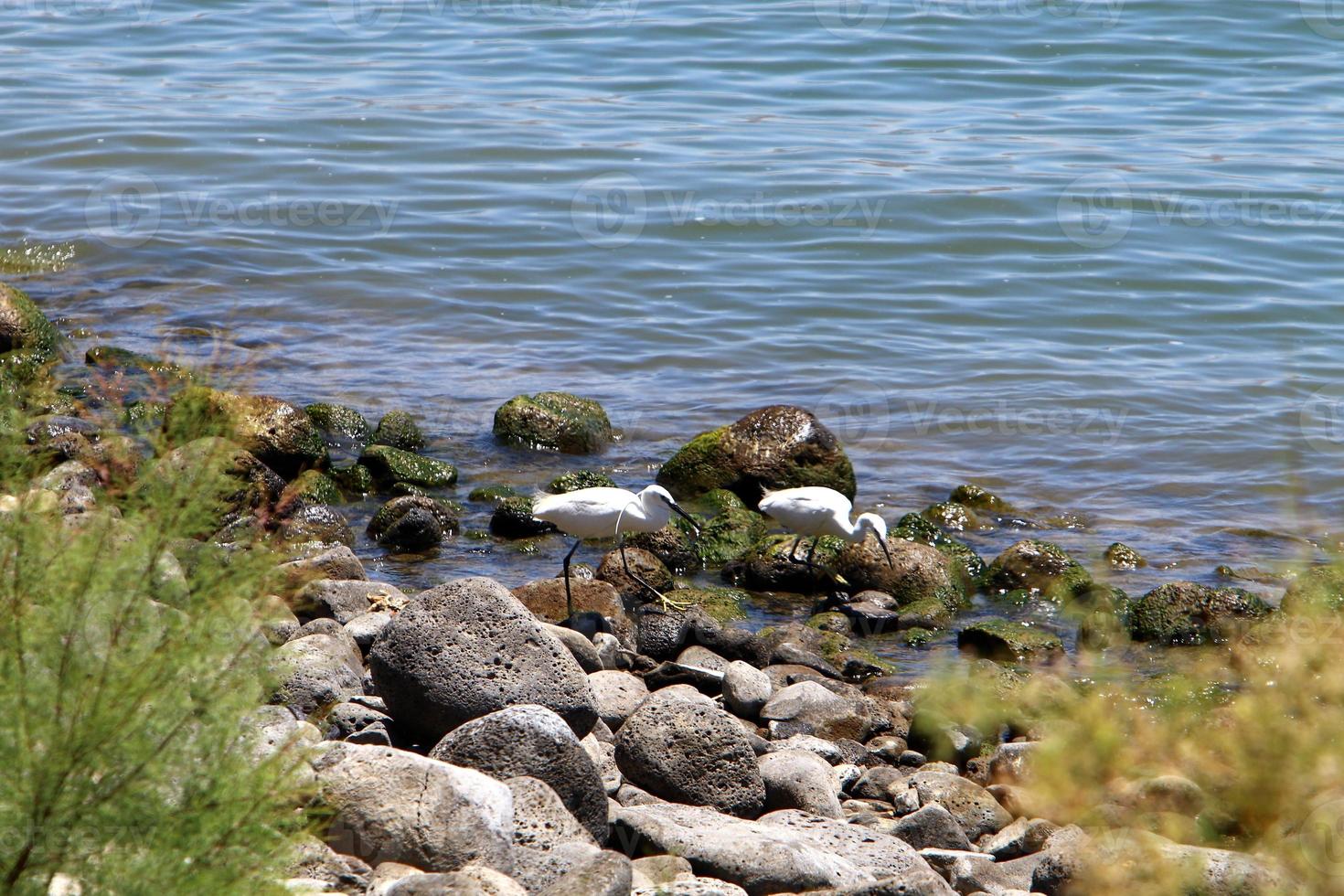 Lake Kinneret is a freshwater lake in northeastern Israel. photo