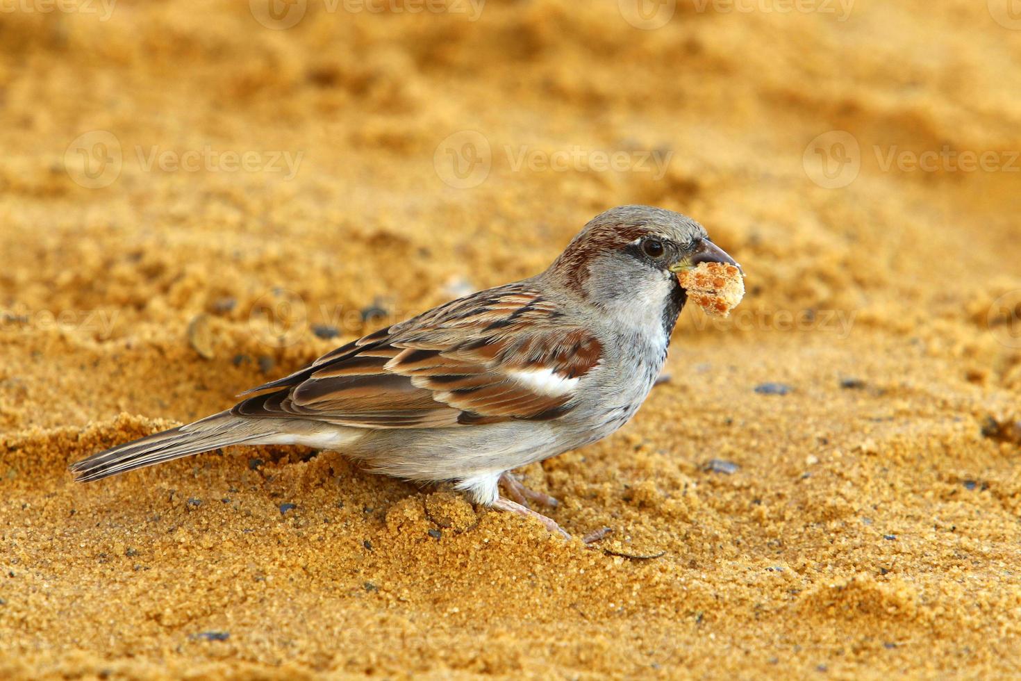 Sparrow collects crumbs on the city beach. photo