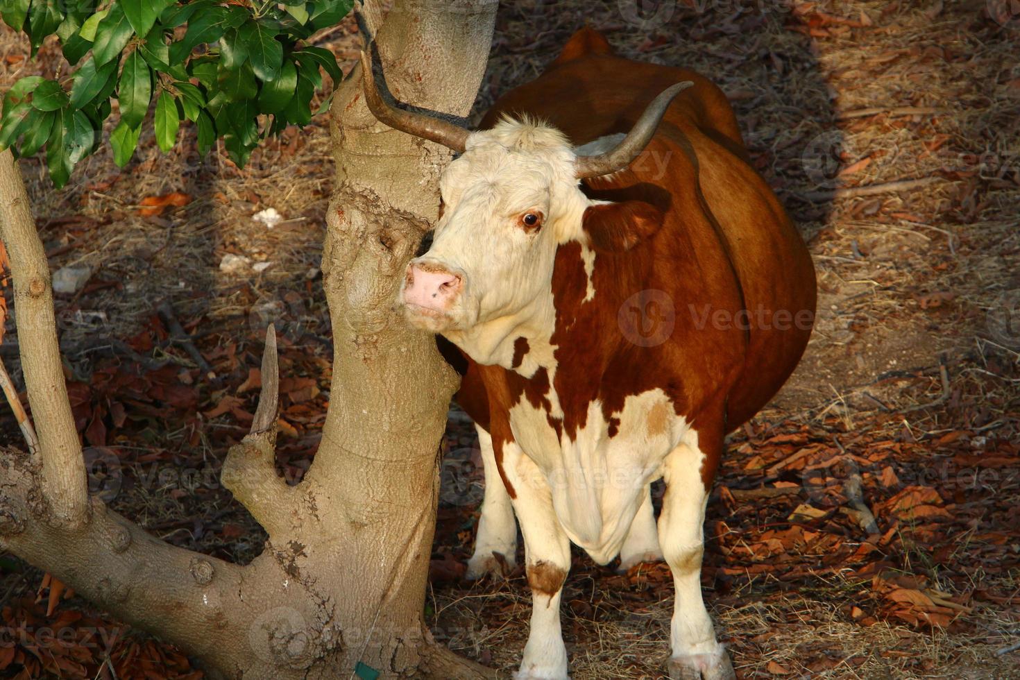 Cows graze in a forest clearing in northern Israel photo