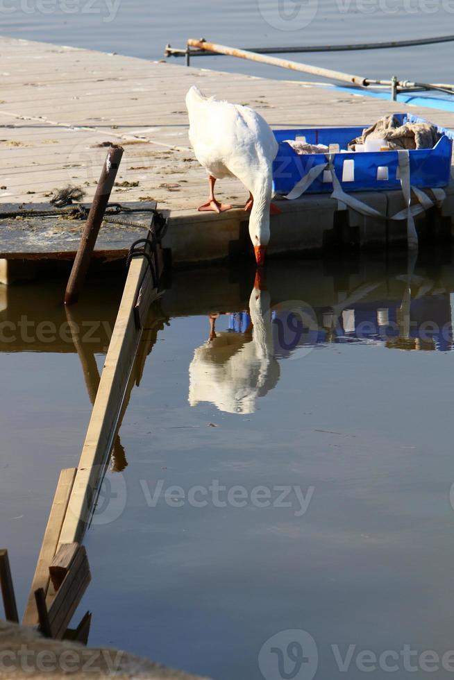 bird sitting on the shores of the mediterranean sea photo